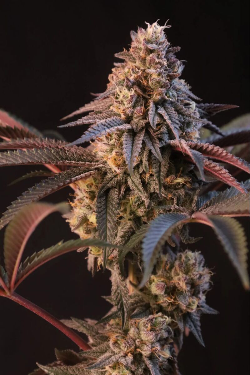 Lemon Cherry Runtz, Фасовка: 1, изображение 2